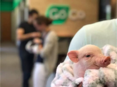 a small pig is held in a person ' s arms